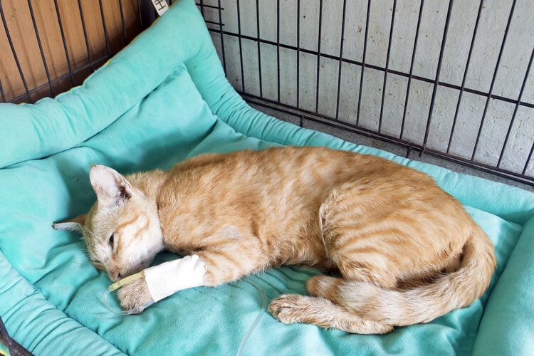 I.V. cat, fluid therapy cat, cat IV