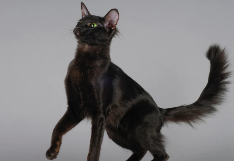 mandarin or oriental longhair cat preparing to jump