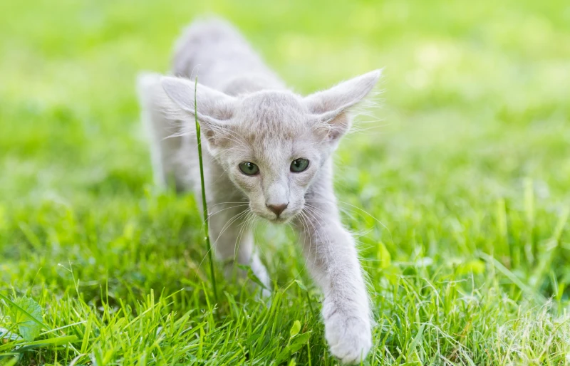 oriental longhair kitten walking on grass