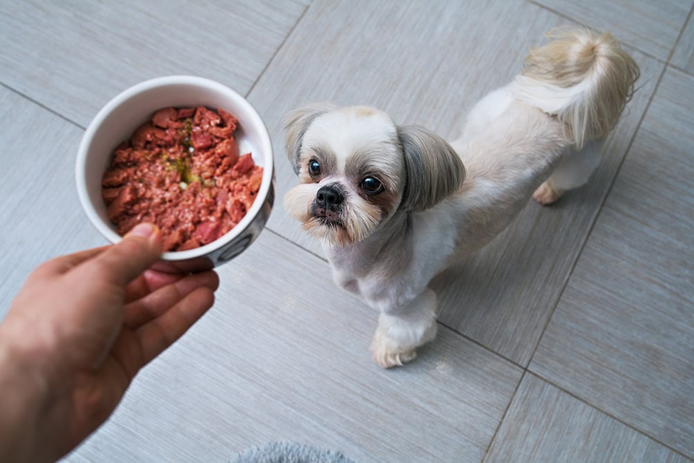 person giving food to shih tzu dog