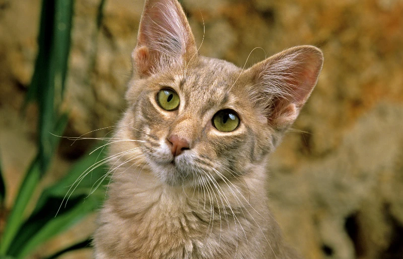 portrait of domestic oriental longhair cat
