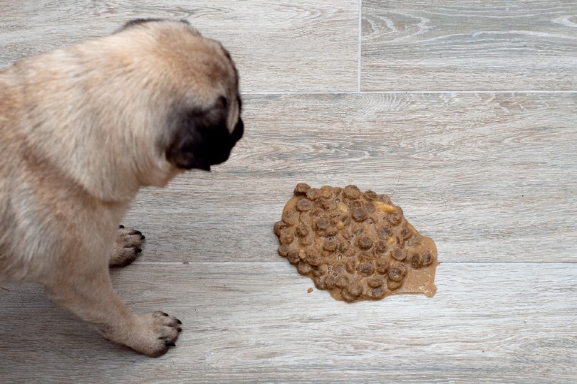 pug dog vomit on hardwood floor