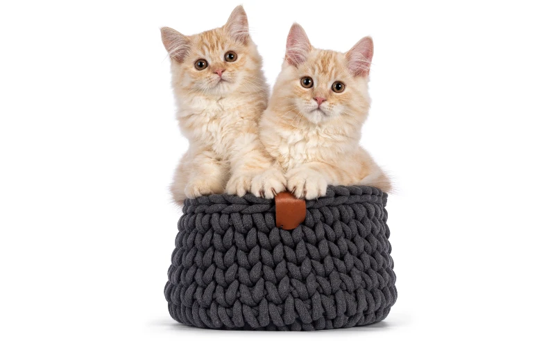 two cream cymric (Manx Longhair) cat kittens sitting together in a gray knitted basket on white background