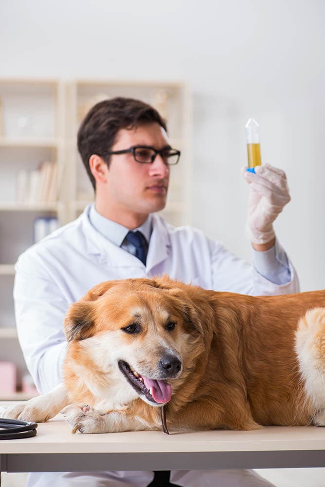 vet examining the urine sample of golden retriever