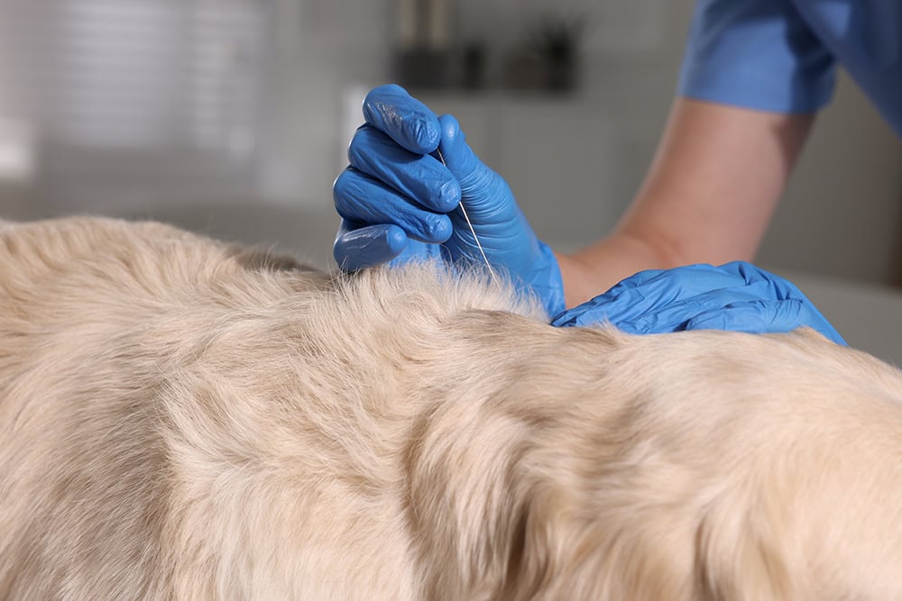 vet putting acupuncture needle to a dog