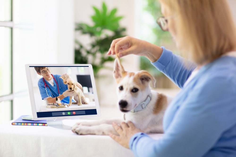 A Woman having an Online Vet Consultation