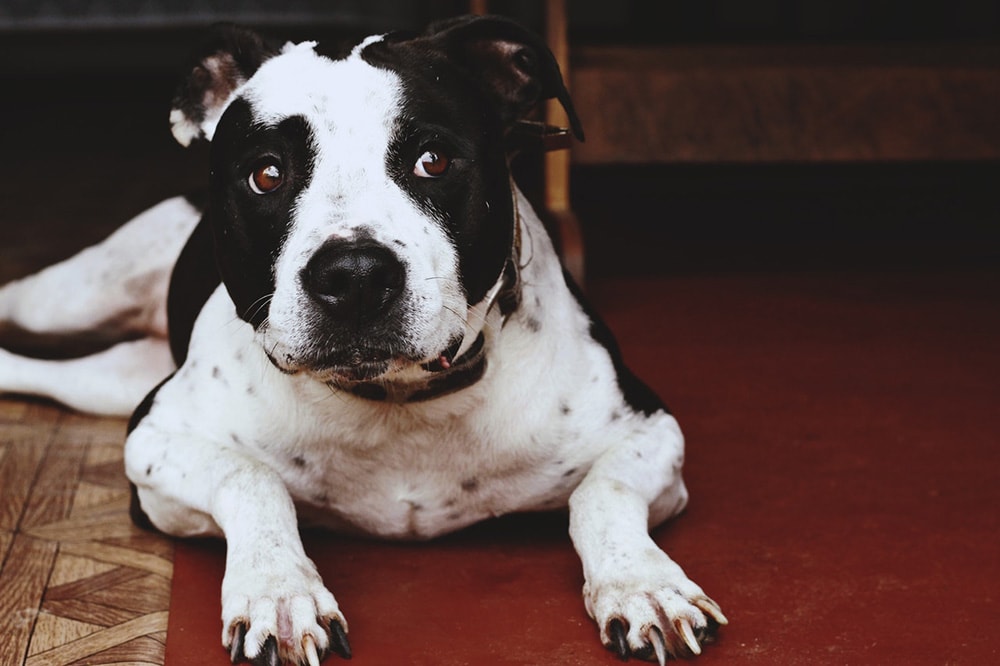 Adult Black and White American Pit Bull Terrier Prone Lying on Floor