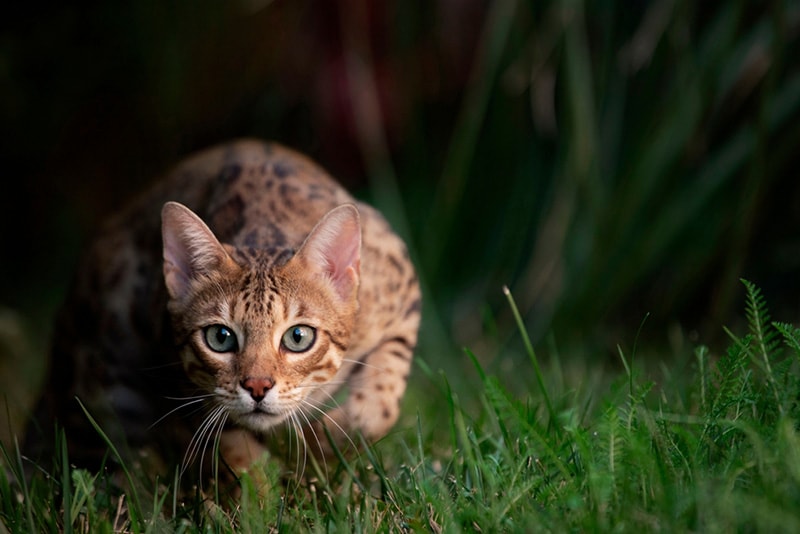 Bengal Cat Hunting