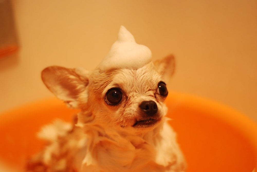 Brown chihuahua taking a bath