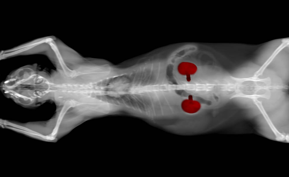 CT scan showing cat's kidneys highlighted in red
