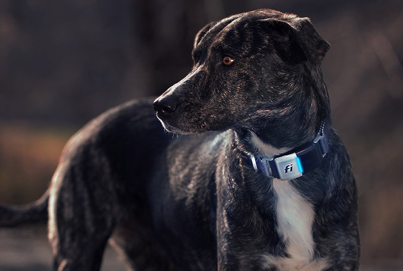 Fi Series 2 GPS Tracker Smart Dog Collar