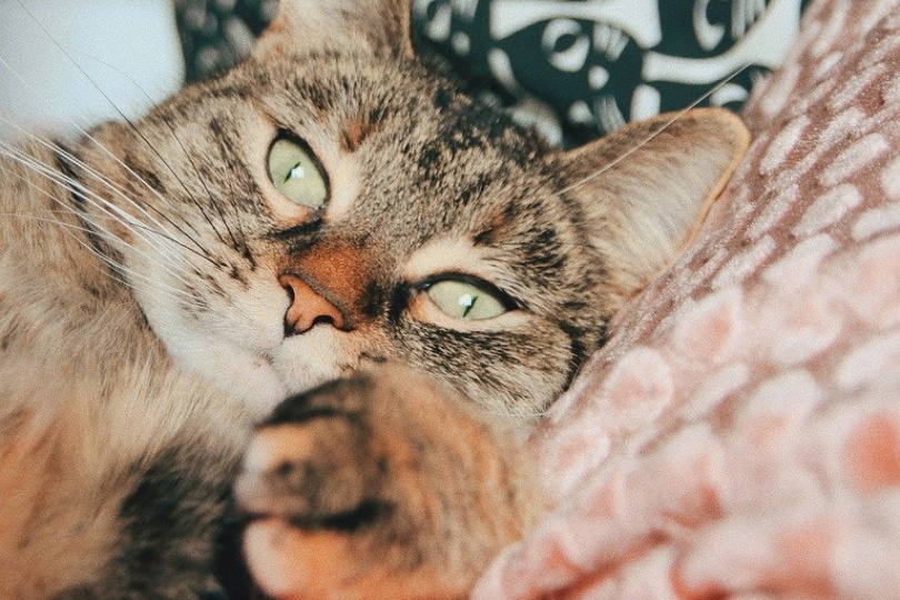 Gray cat lying on a pillow
