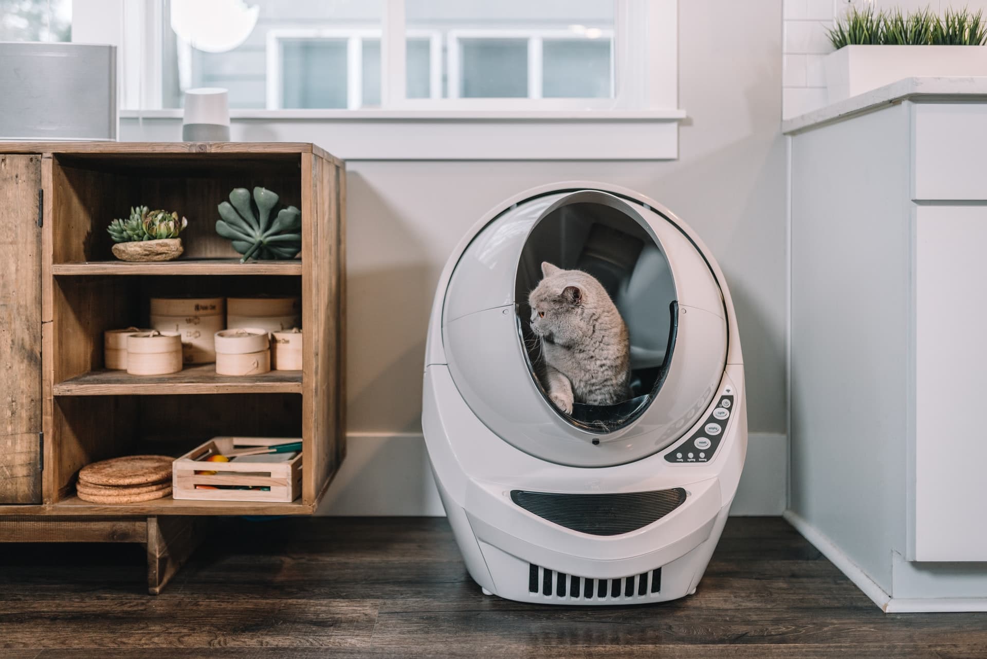 Grey Cat using Beige Litter-Robot
