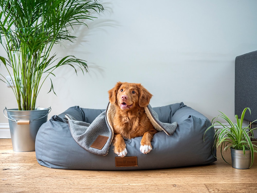 Happy brown dog laying on his bed