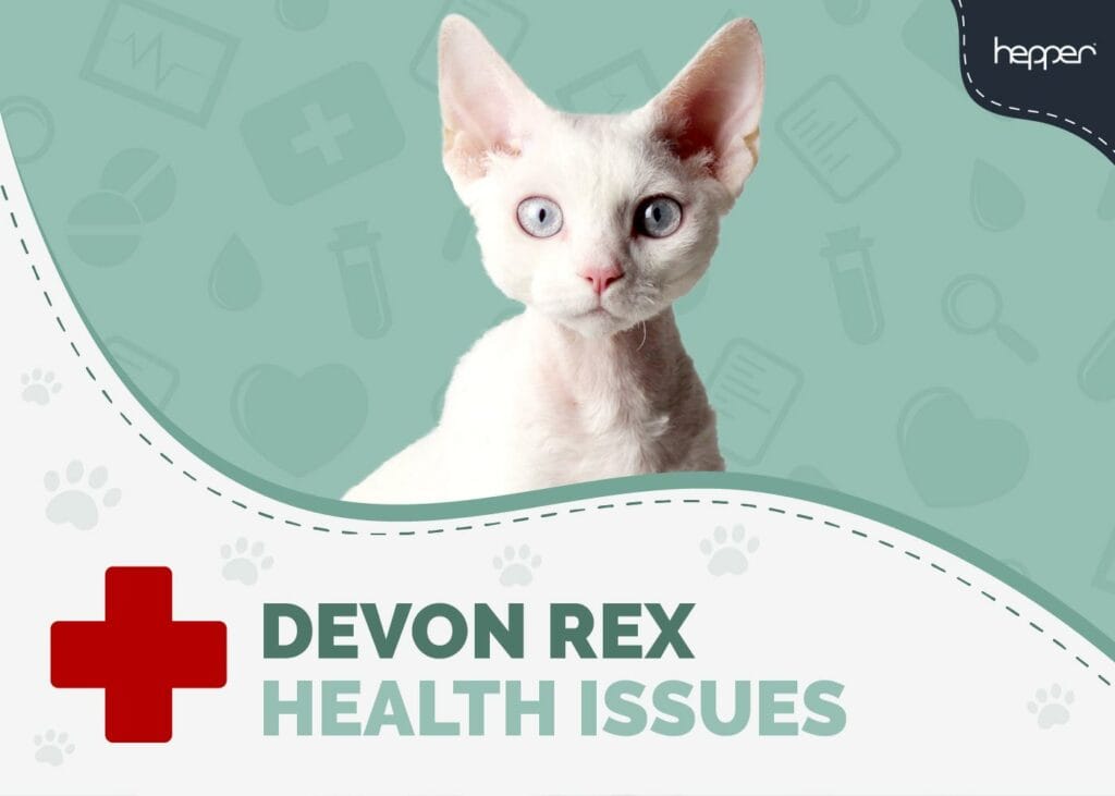 Devon Rex Cat Health Problems