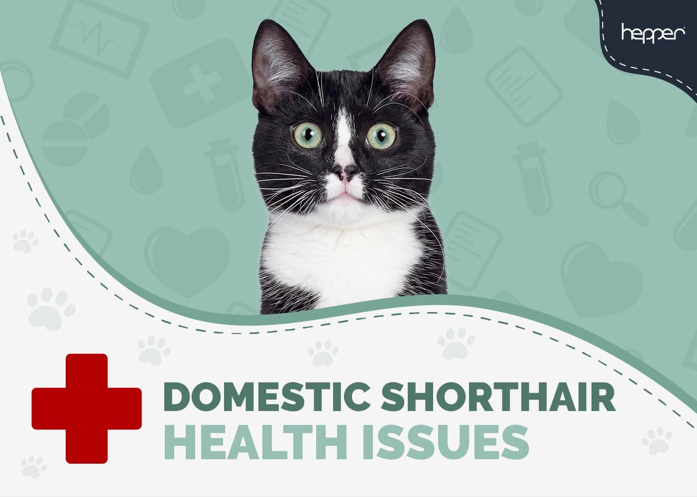 Domestic Shorthair Cat Health Problems