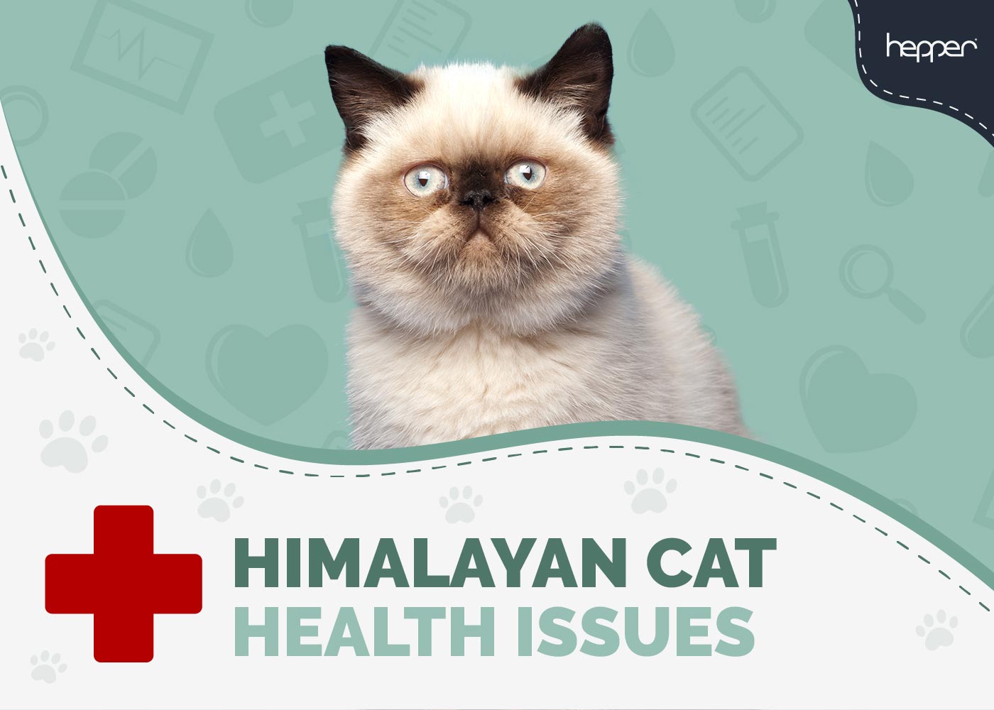 Himalayan Cat Health Problems