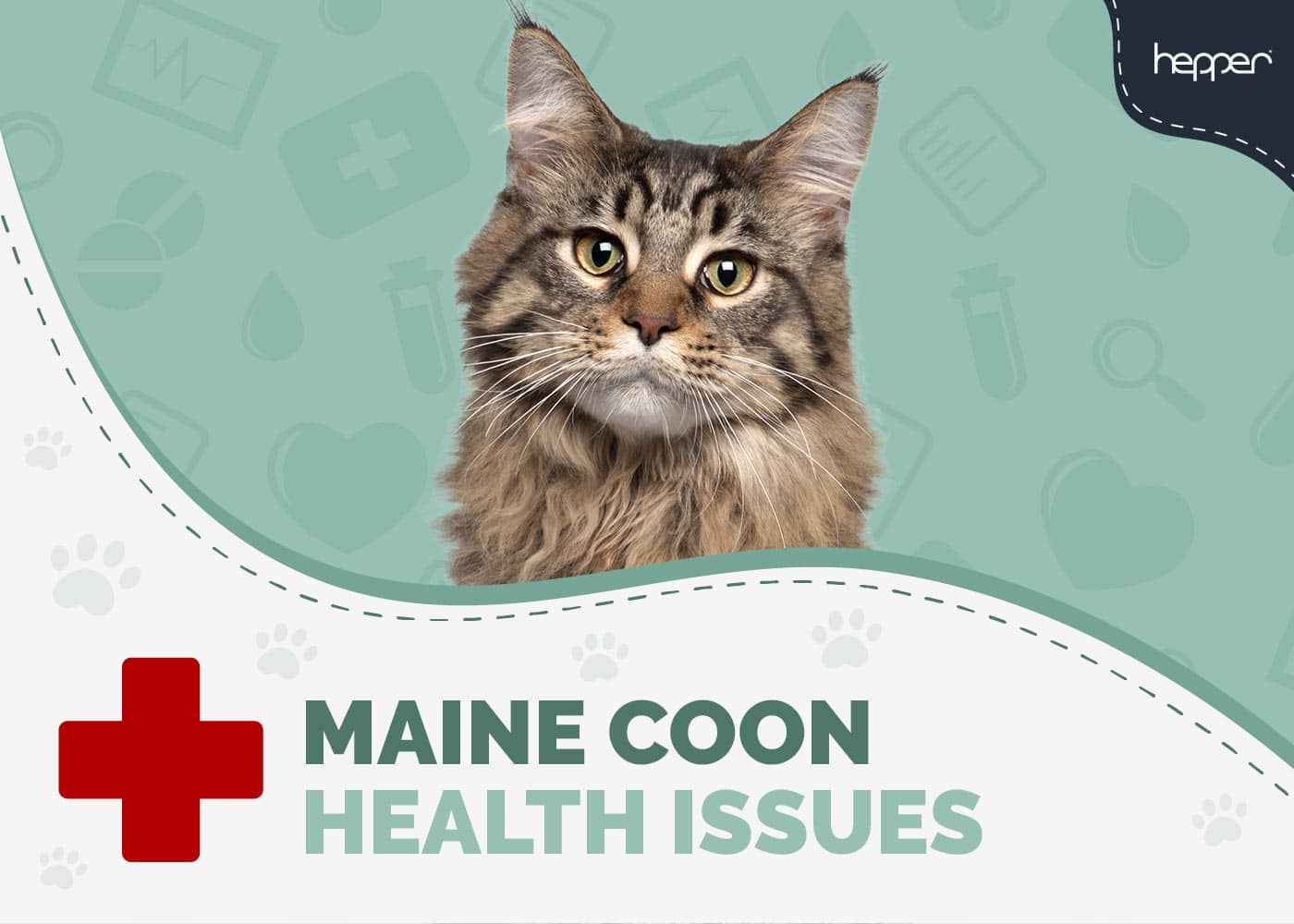 Maine Coon Cat Health Problems