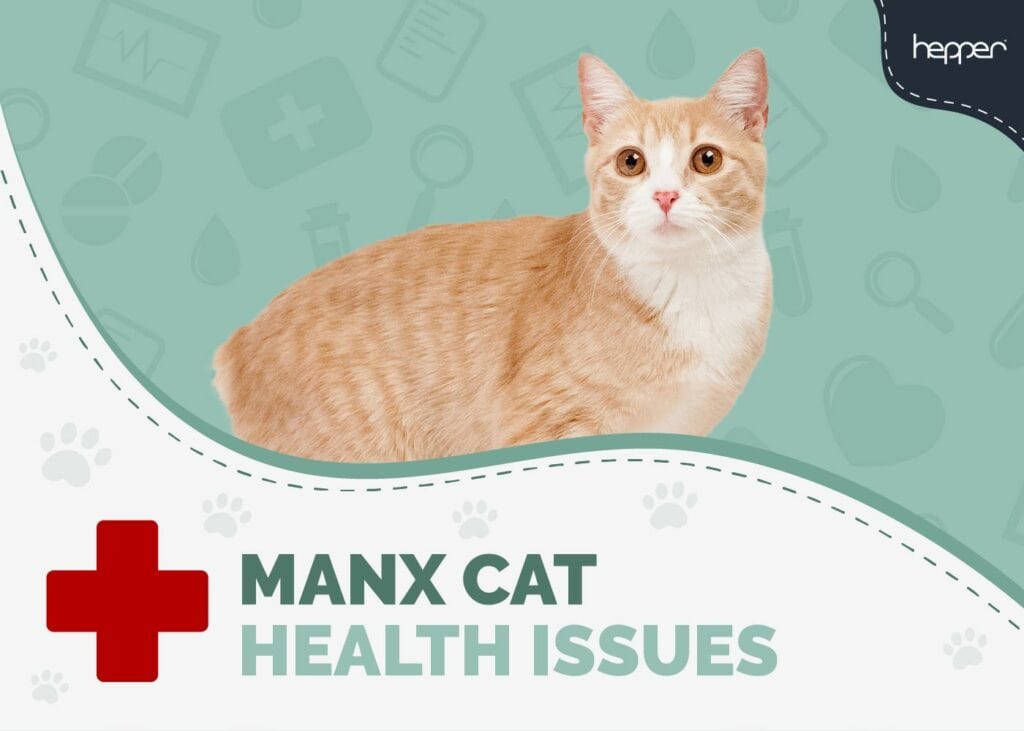 Manx Cat Health Problems