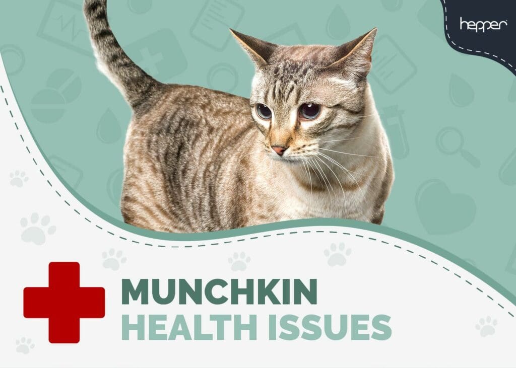 Munchkin Cat Health Problems