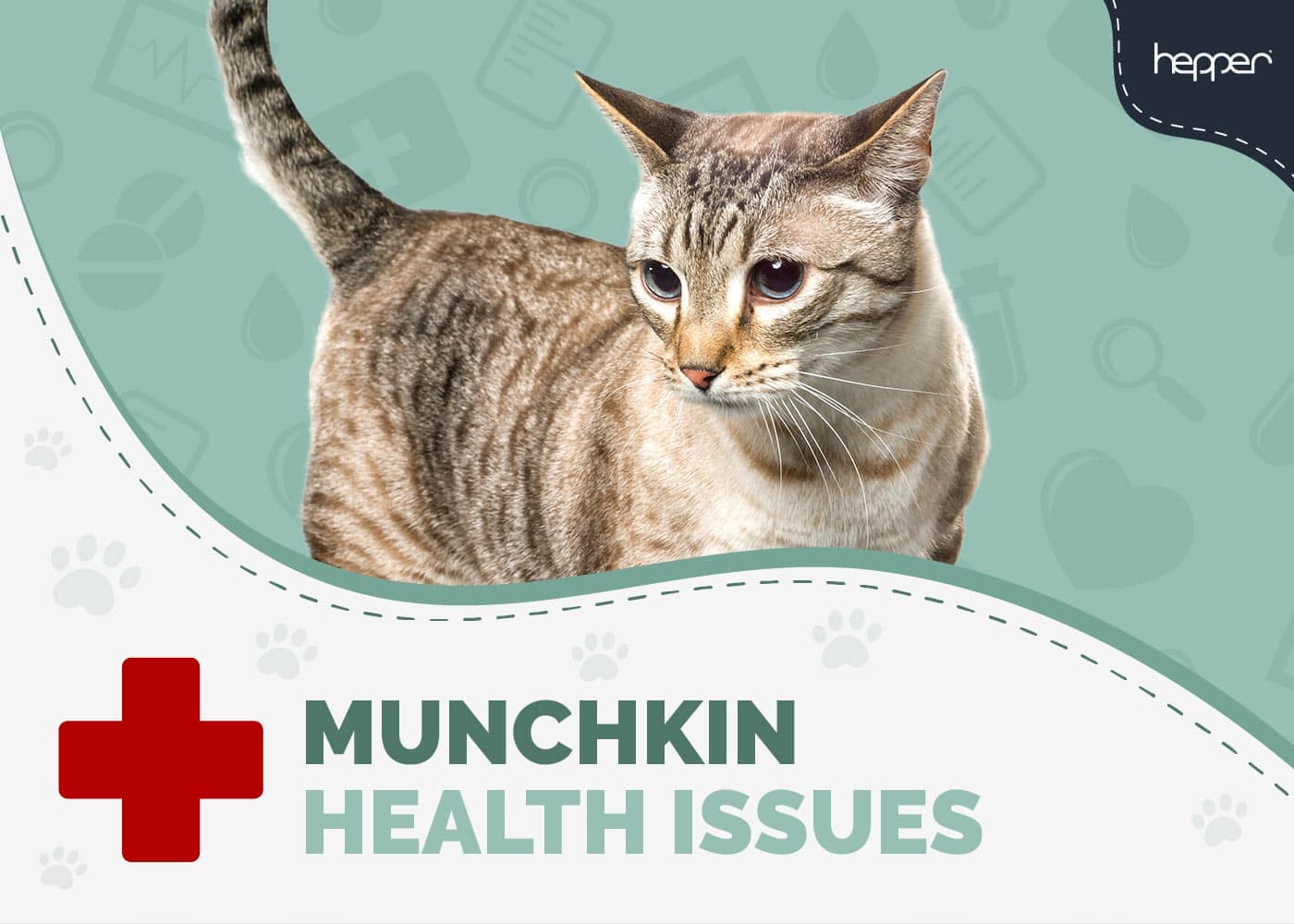 Munchkin Cat Health Problems