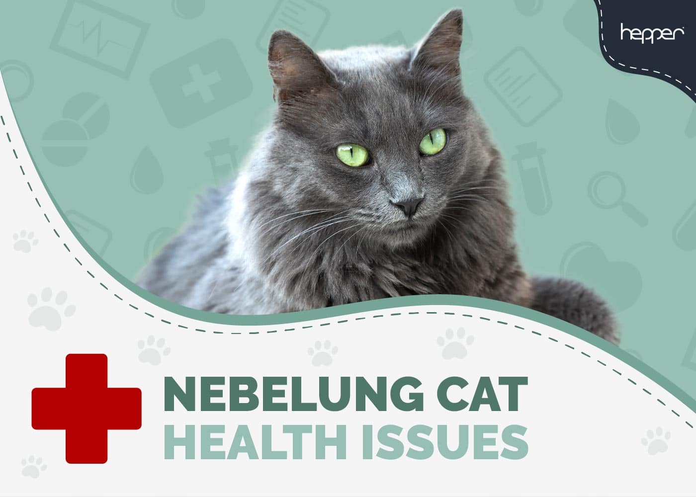 Nebelung Cat Health Problems