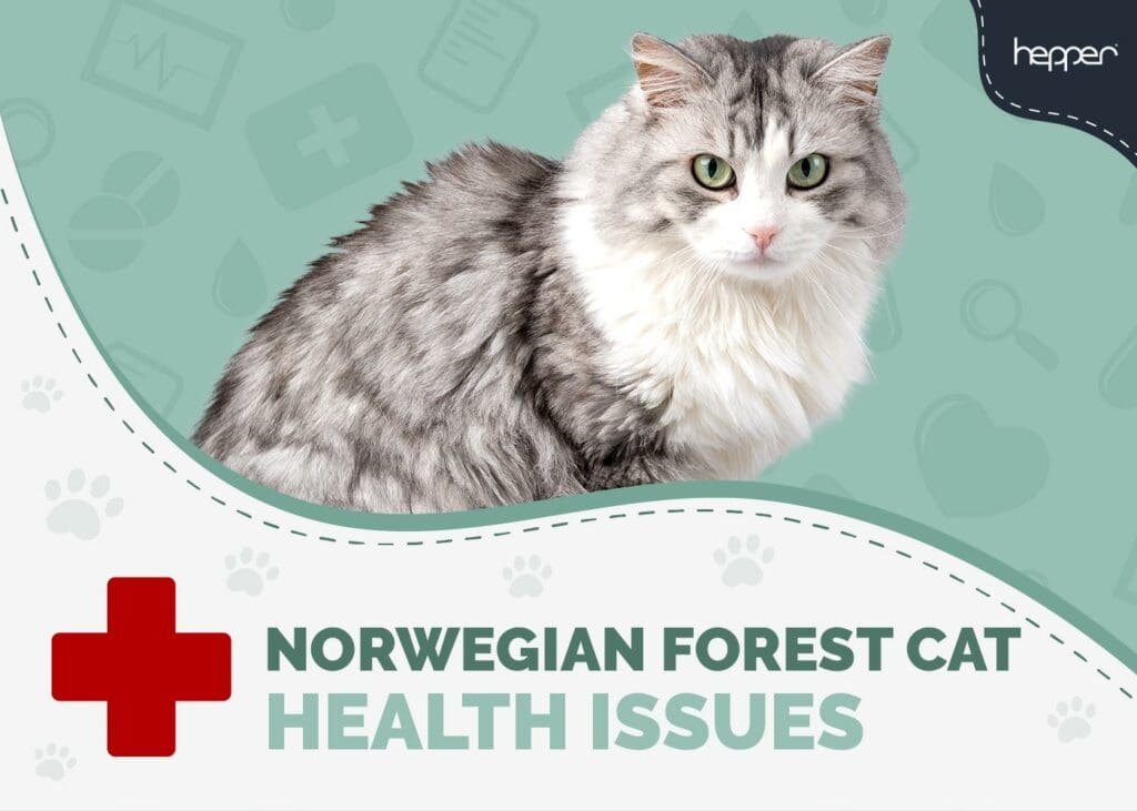 Norwegian Forest Cat Health Problems