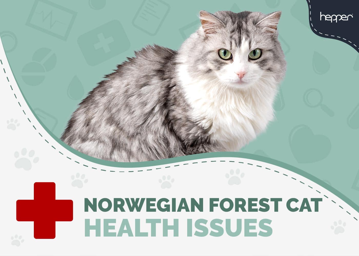 Norwegian Forest Cat Health Problems