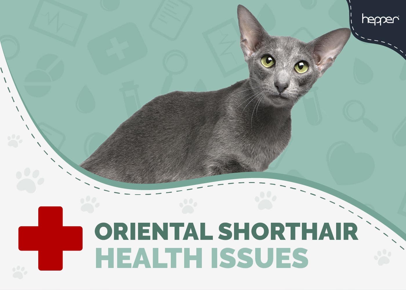 Oriental Shorthair Cat Health Problems