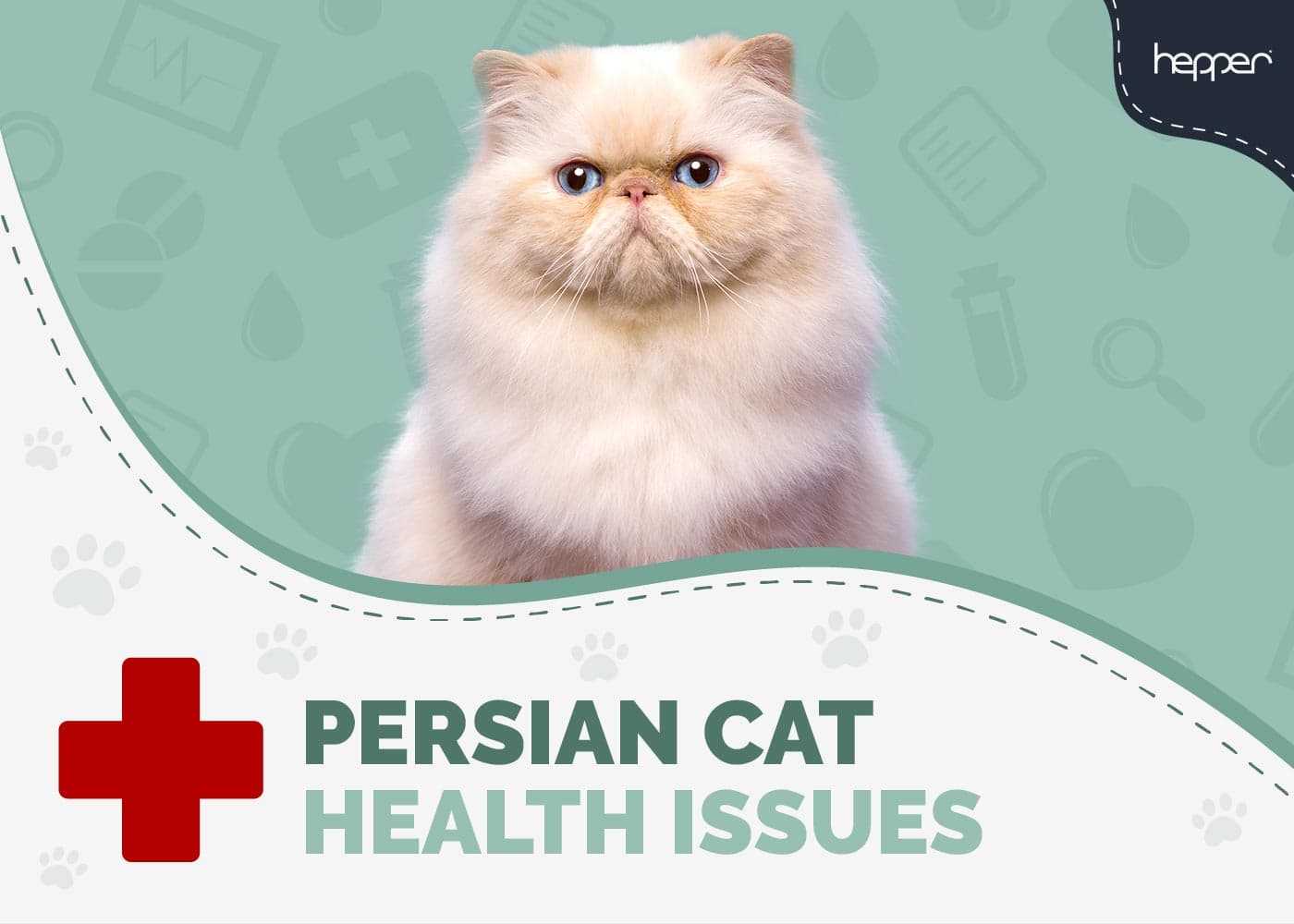 Persian Cat Health Problems