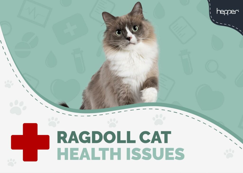 Ragdoll Cat Health Problems