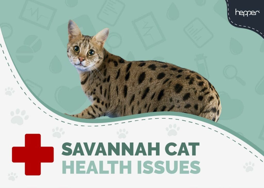 Savannah Cat Health Problems