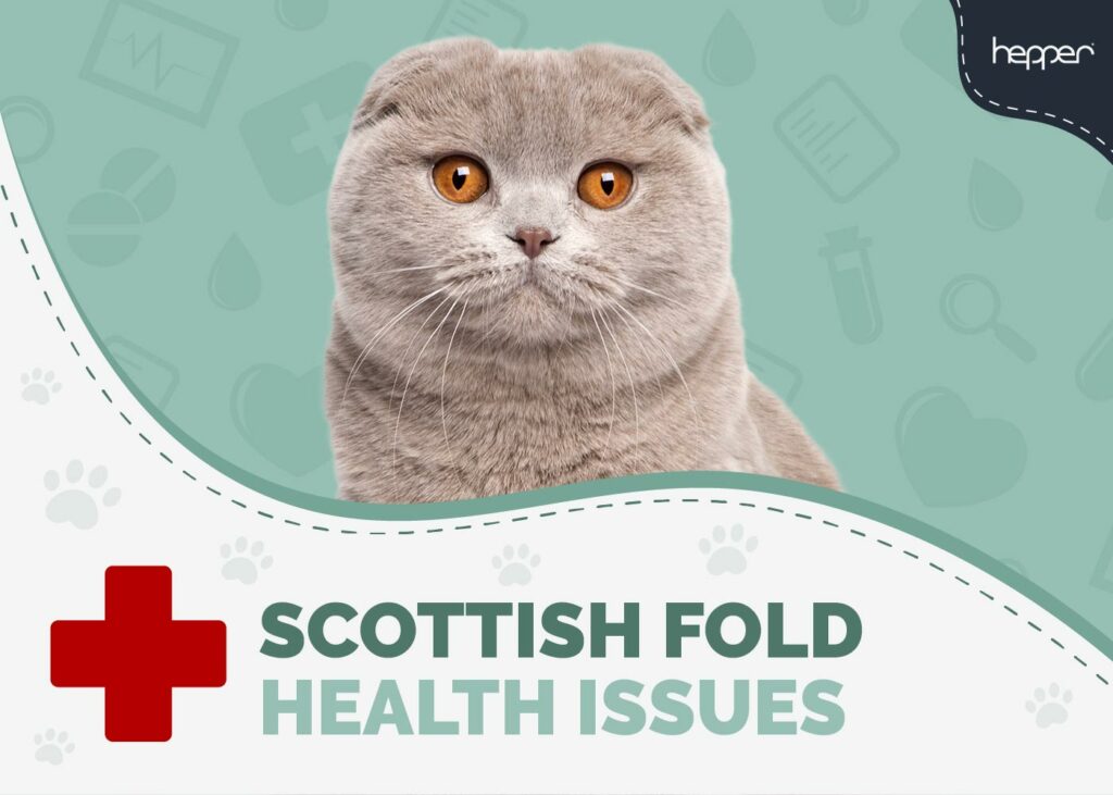 Scottish Fold Cat Health Problems