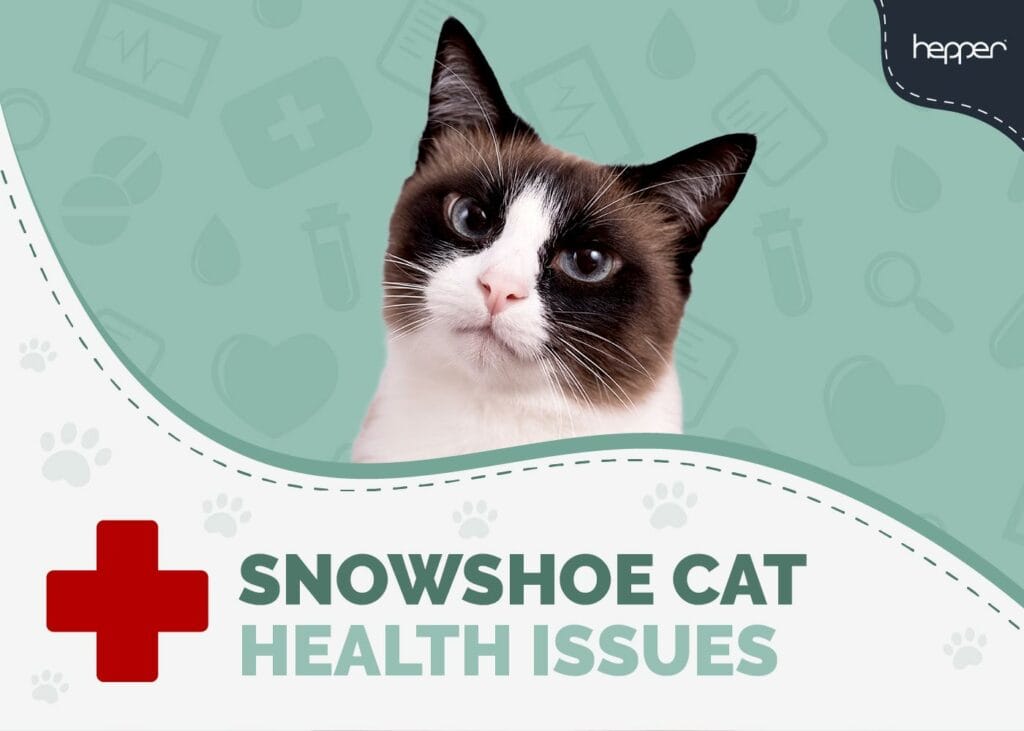 Snowshoe Cat Health Problems