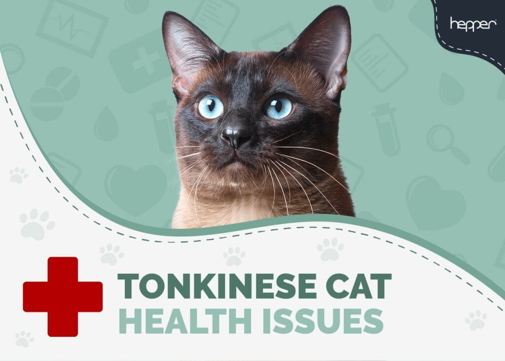 Tonkinese Cat Health Problems