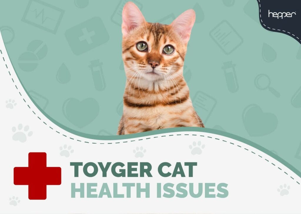 Toyger Cat Health Problems