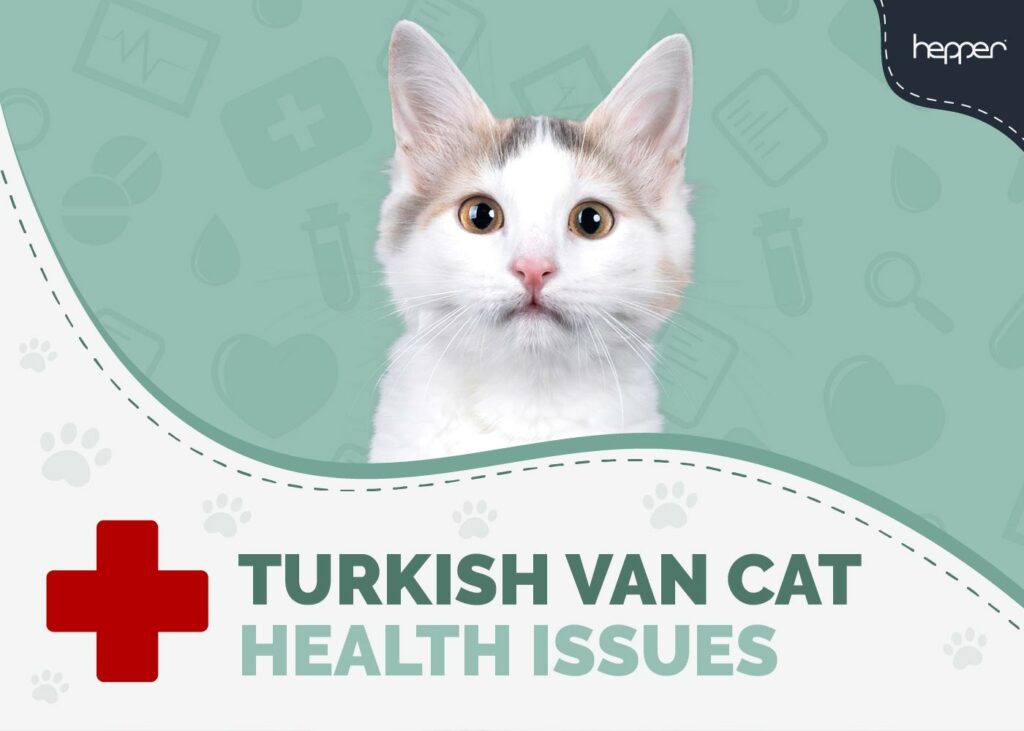 Turkish Van Cat Health Problems