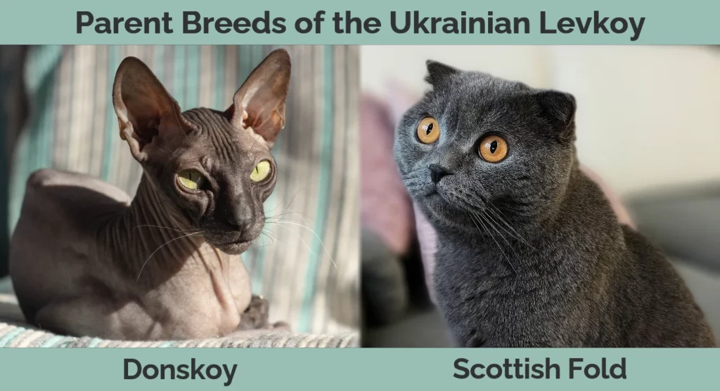 Parent breeds of the Ukrainian Levkoy