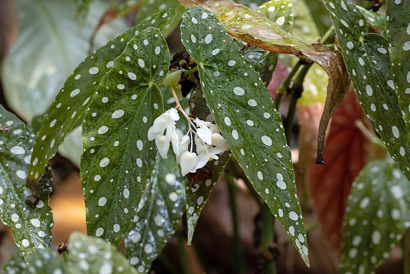 Polka Dot Begonias