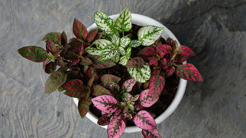 Polka Dot Plant