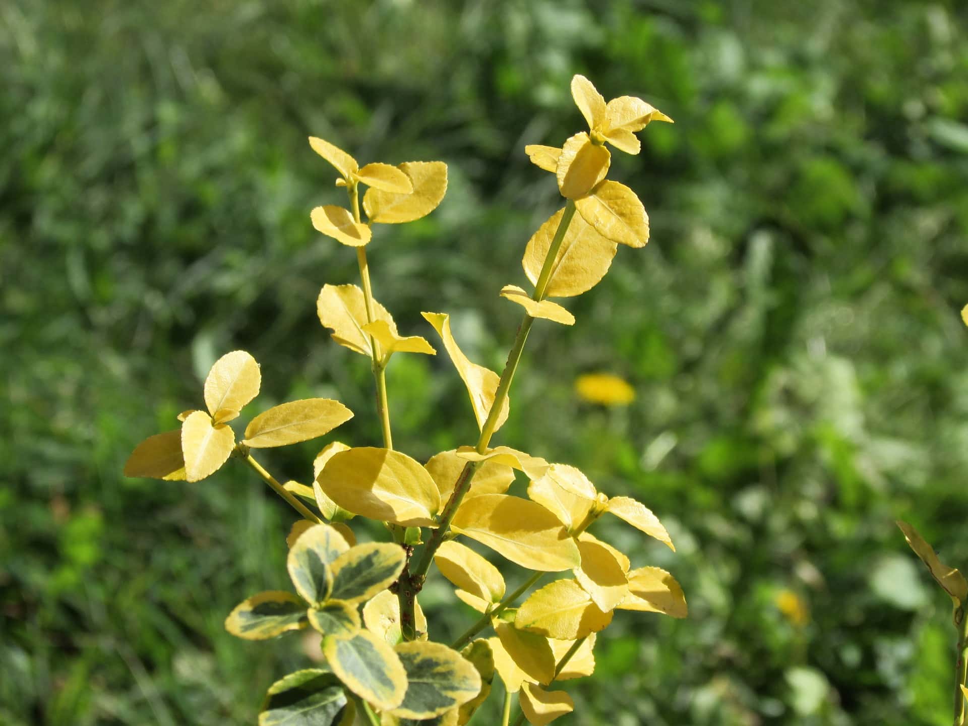 Schefflera
