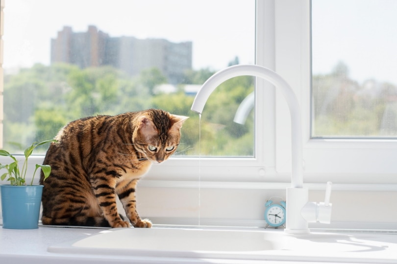 bengal cats sits near window
