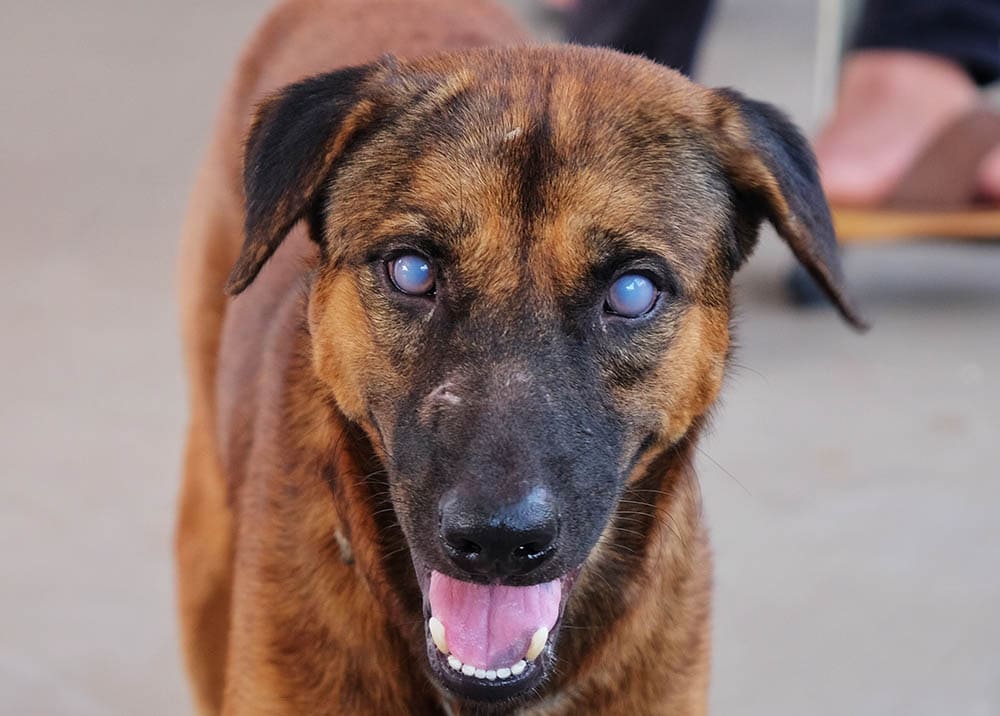 brown dog with uveitis