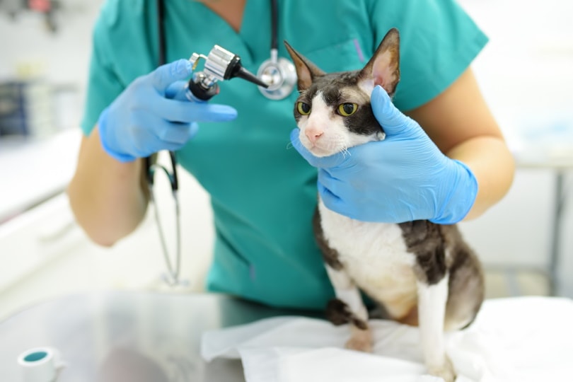 cat ear check by vet