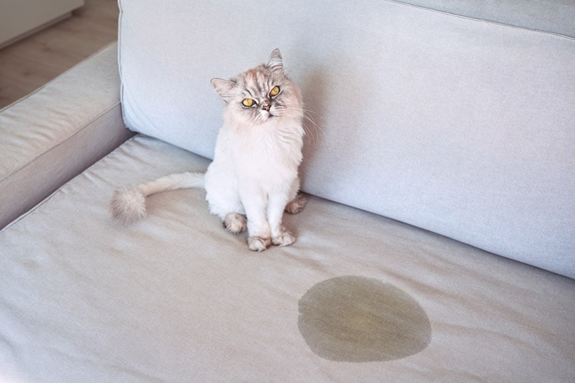 cat sitting near pee spot on the couch