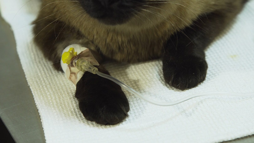 cat with IV line in vet clinic