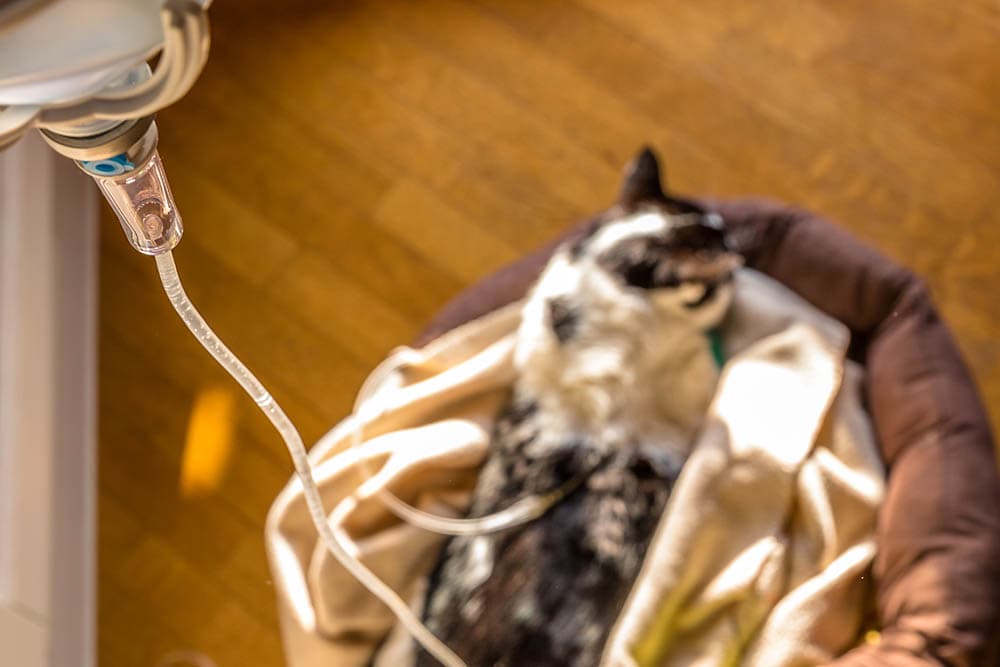 cat with kidney failure having drip infusion