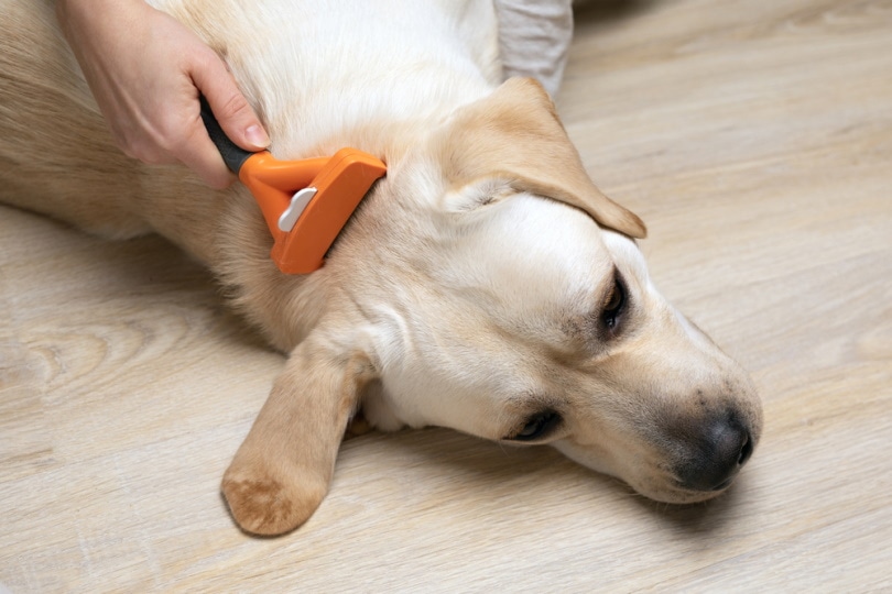 combing labrador dog