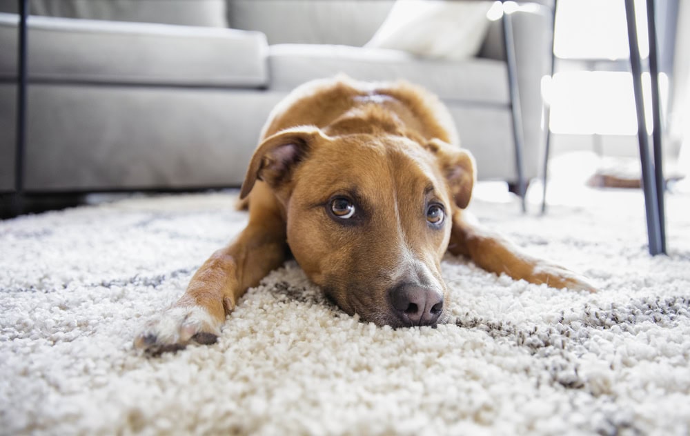dog on carpet