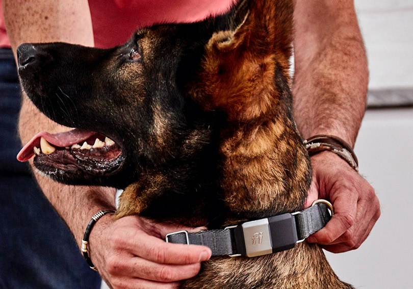 dog wearing Fi Series 2 GPS Tracker Smart Dog Collar